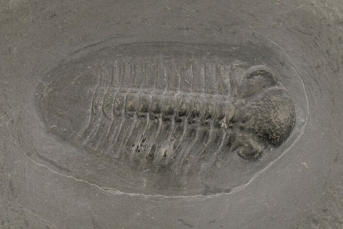 Pyritized Trilobite (Chotecops) Fossil - Bundenbach, Germany #209900
